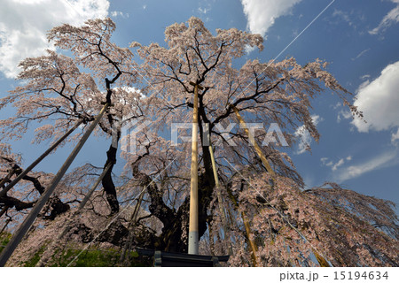三春の滝桜 15194634