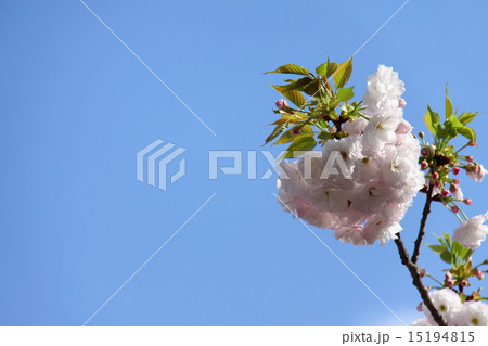 桜 15194815