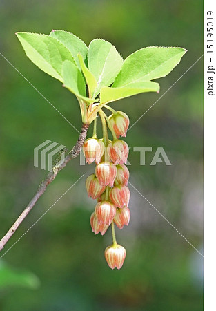 カイナンサラサドウダン　紅色の筋が入った花 15195019