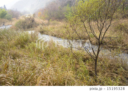 冬を待つ小川／島根県　吉賀町 15195328