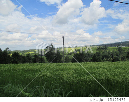 ジャティルイ・ライステラス(世界文化遺産)インドネシア バリ島の写真 ジャティルイ・ライステラス(世界文化遺産)インドネシア バリ島の写真 15195475