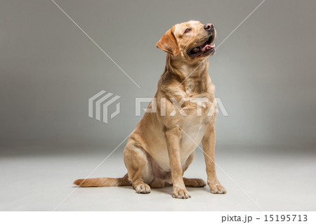 Labrador retrieve on gray background Labrador retrieve on gray background 15195713