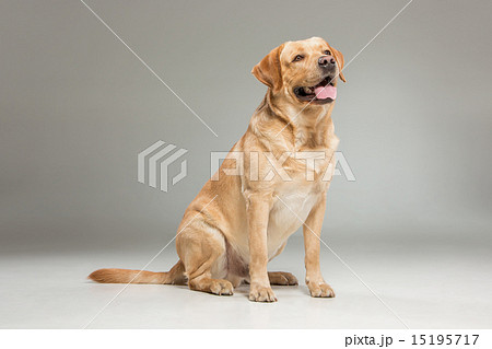 Labrador retrieve on gray background Labrador retrieve on gray background 15195717