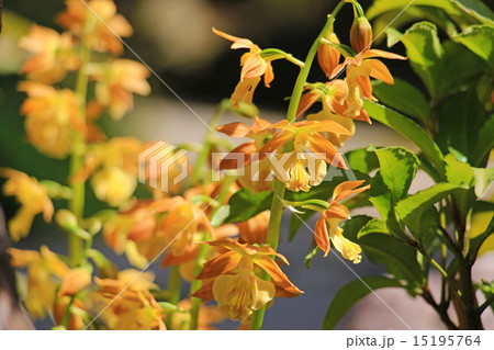 春咲きのエビネ 15195764