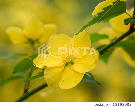 黄色い山吹の花 15195908