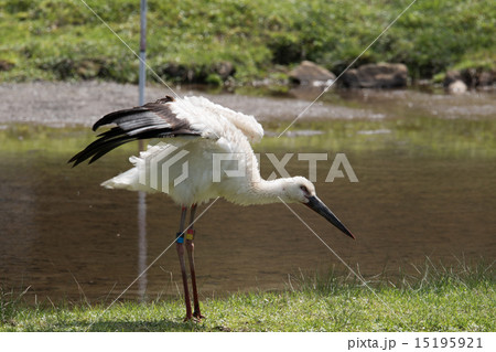 コウノトリ 10 コウノトリ 10 15195921