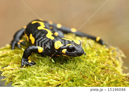 Tailed salamander 15196086