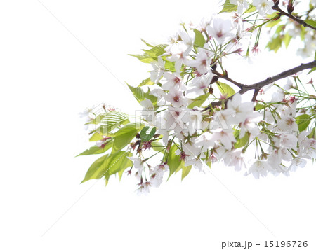 桜 桜 15196726