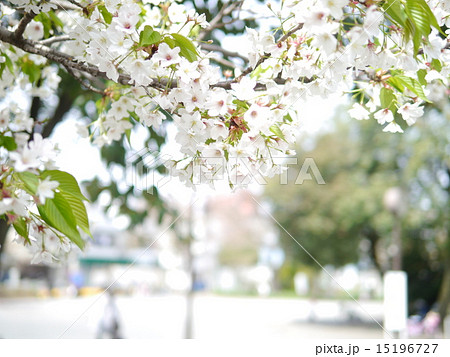 公園の桜 公園の桜 15196727