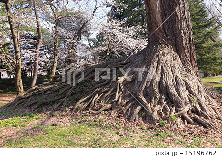 花咲く弘前城 イチョウの大木の写真素材