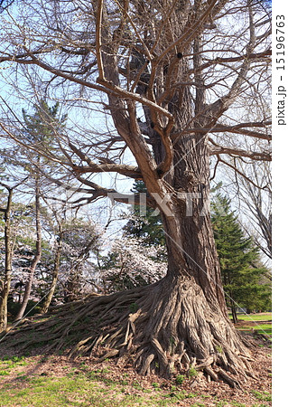 花咲く弘前城 イチョウの大木の写真素材