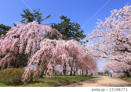 花咲く弘前城 15196771