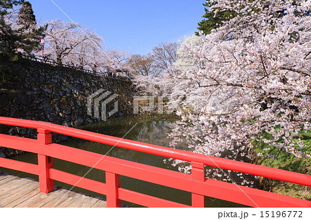 花咲く弘前城 15196772