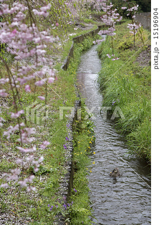 春霖の野火止用水 15196904