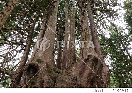 金木の十二本ヤス 青森ヒバの大木 の写真素材