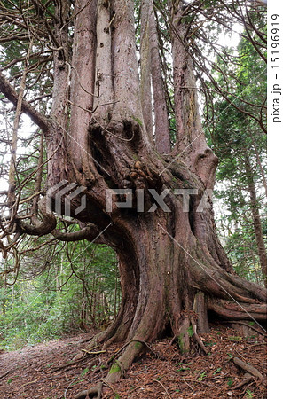 金木の十二本ヤス 青森ヒバの大木 の写真素材