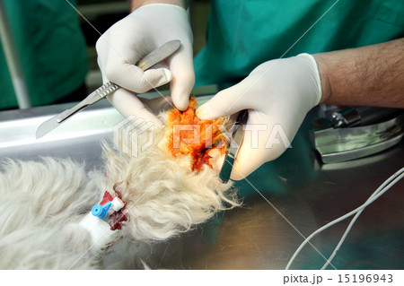 Veterinary Veterinary 15196943