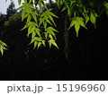 緑のもみじ 15196960