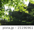 緑のもみじ 15196961