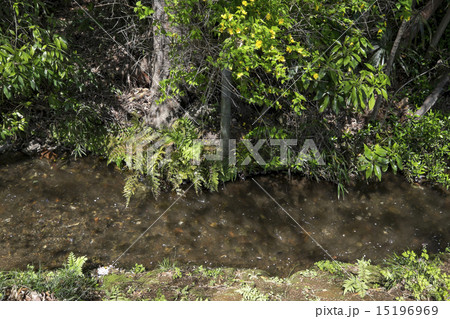 野火止用水 15196969