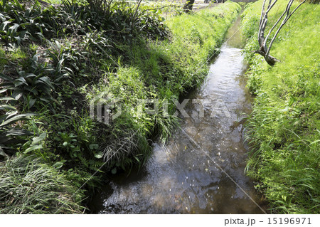 野火止用水 15196971