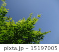 緑のもみじと空 15197005