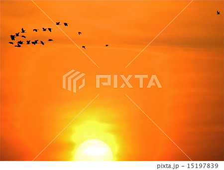 塒へ急ぐ鷺の群れ 15197839