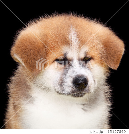 Pet dog,  Akita Inu puppy dog 15197840
