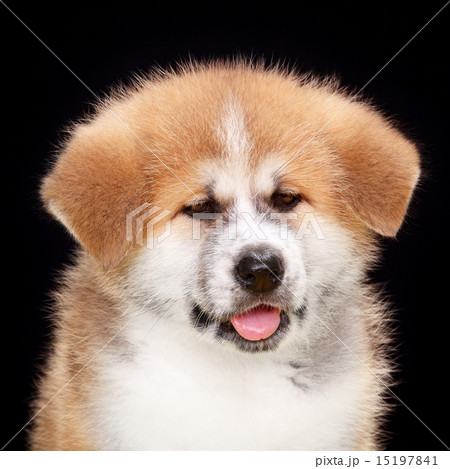 Pet dog,  Akita Inu puppy dog 15197841