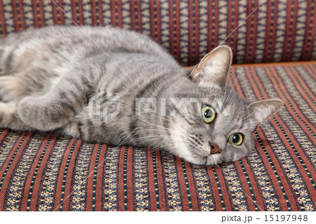 Domestic cat at sofa 15197948