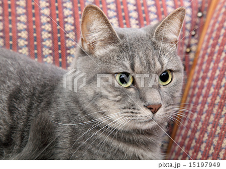 Domestic cat at sofa 15197949