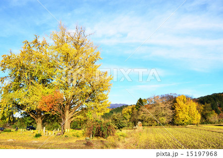 蛭野地区の紅葉（新潟県） 15197968