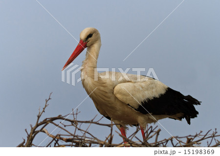 white stork white stork 15198369