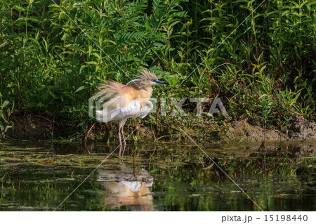 Squacco Heron (Ardeola ralloides) Squacco Heron (Ardeola ralloides) 15198440