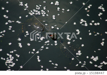 亀の親子 亀の親子 15198447