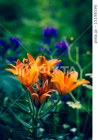 orange lilies 15198590