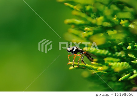 Red legged fly 15198656
