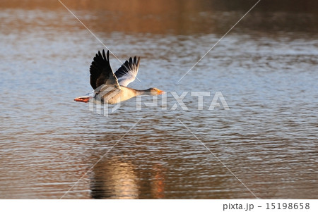 Greylag Goose in flight 15198658