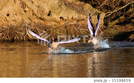 Greylag Geese in flight 15198659