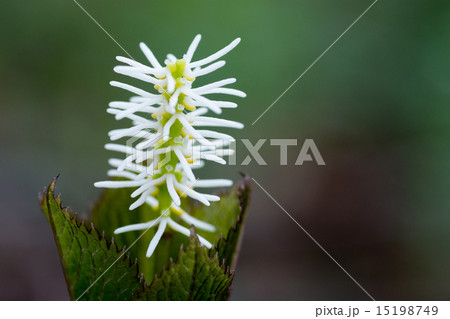 ヒトリシズカ 15198749