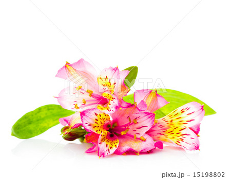 Pink alstroemeria isolated Pink alstroemeria isolated 15198802
