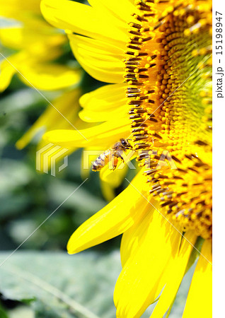 花粉玉を抱えたミツバチの写真素材