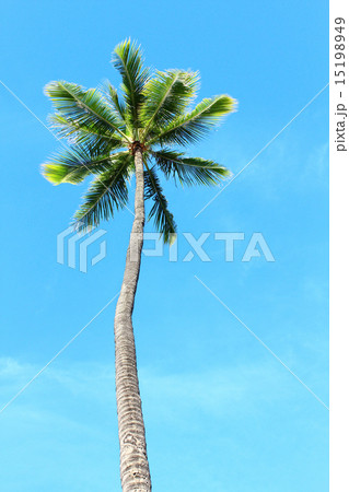 ハワイ　まっすぐに伸びたヤシの木 15198949