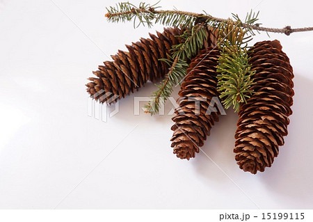 ドイツトウヒの球果 15199115