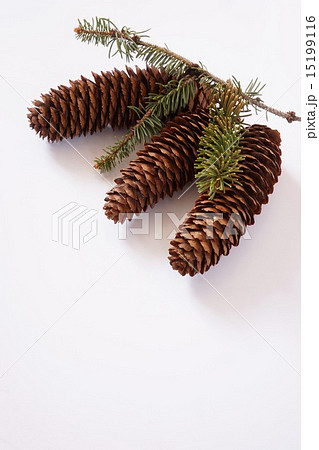 ドイツトウヒの球果 15199116