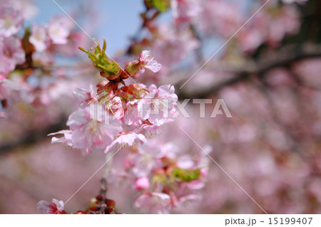 桜 大山桜 おおやまざくら 桜 大山桜 おおやまざくら 15199407