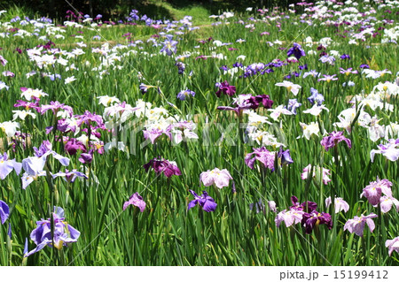 小石川後楽園の花菖蒲 15199412