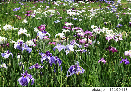 小石川後楽園の花菖蒲 15199413