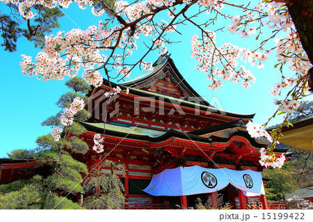 甲斐善光寺 桜 甲斐善光寺 桜 15199422