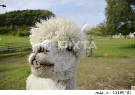 どやがお どやがお 15199485